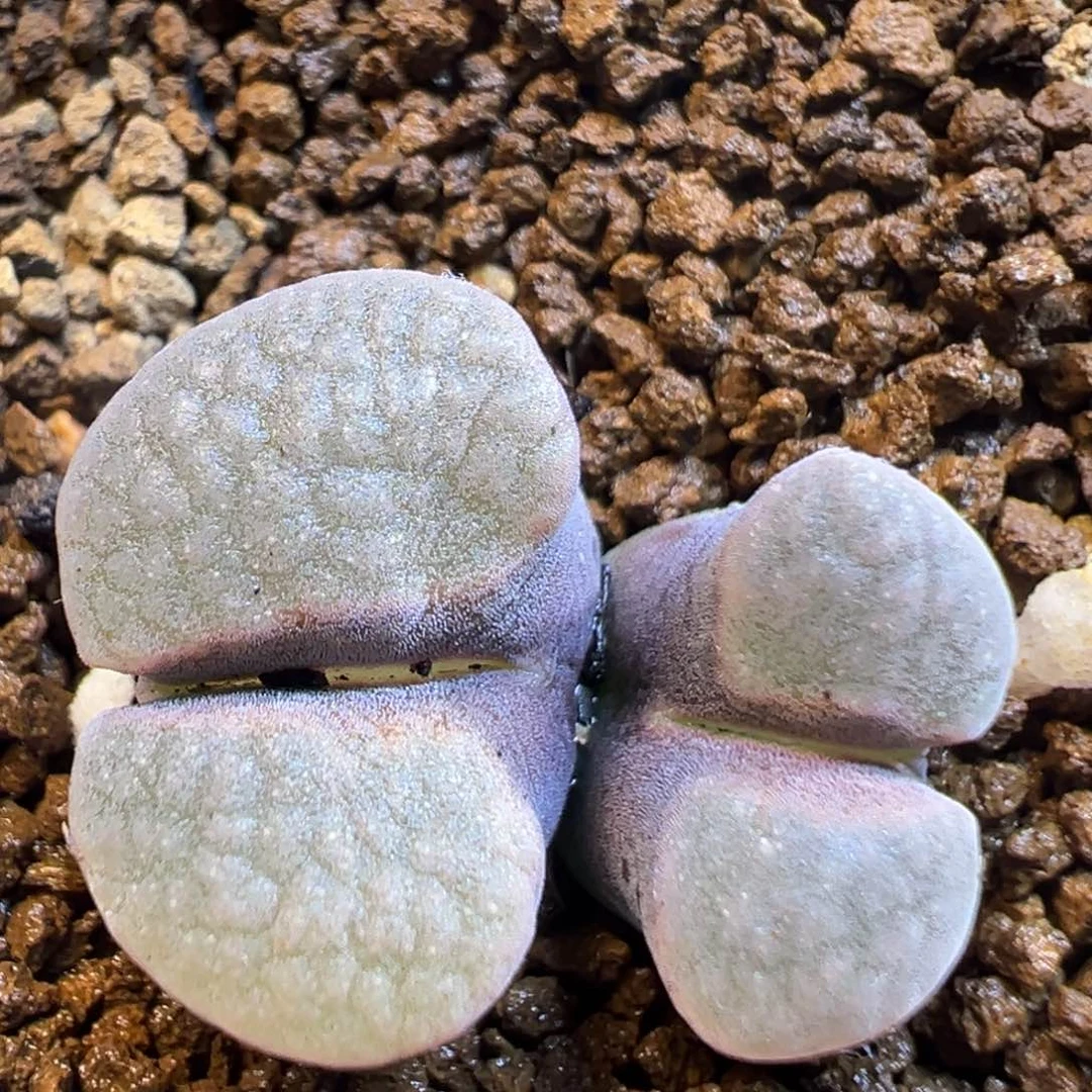 129多肉植物百科磁铁