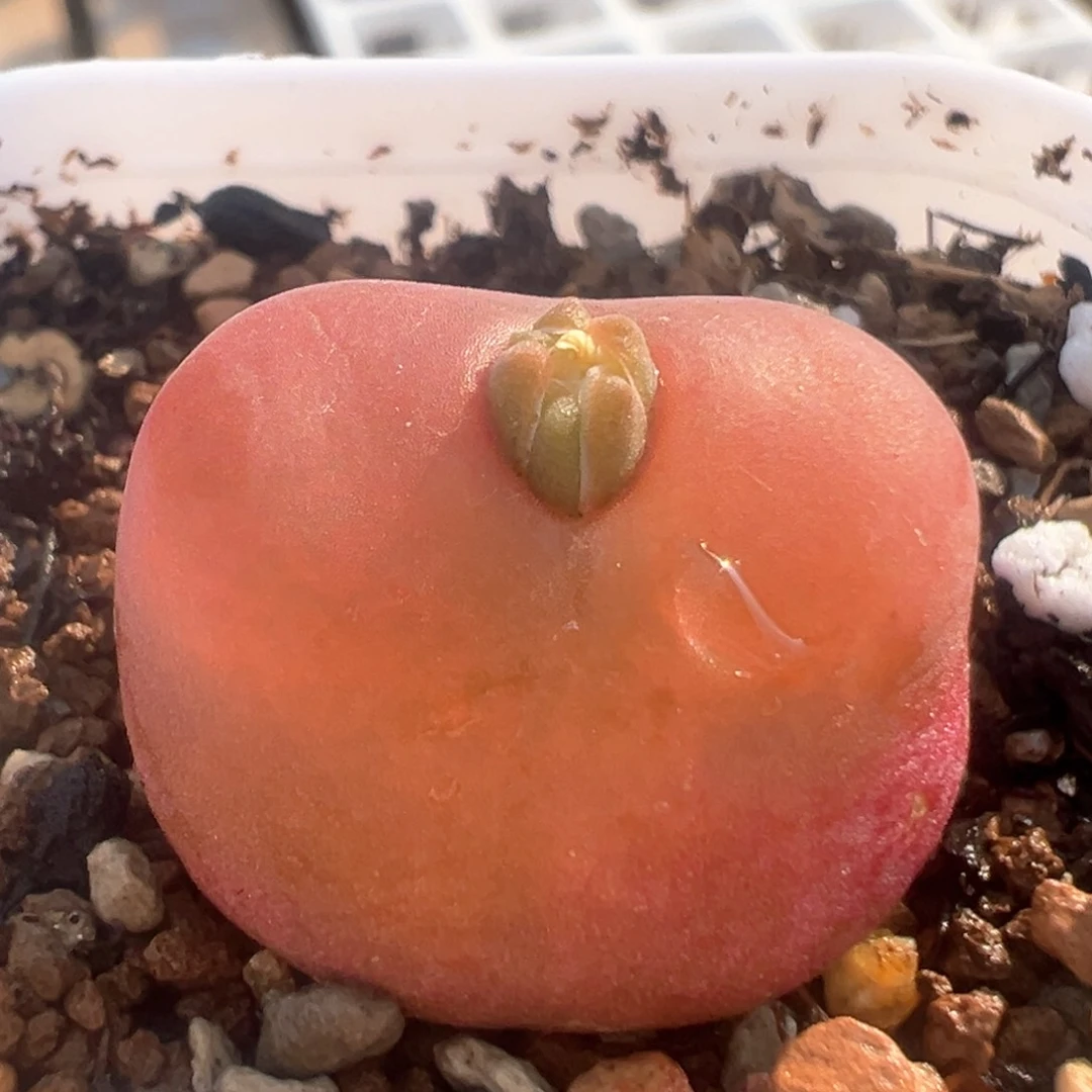 ꧁****꧂66多肉植物百科知识