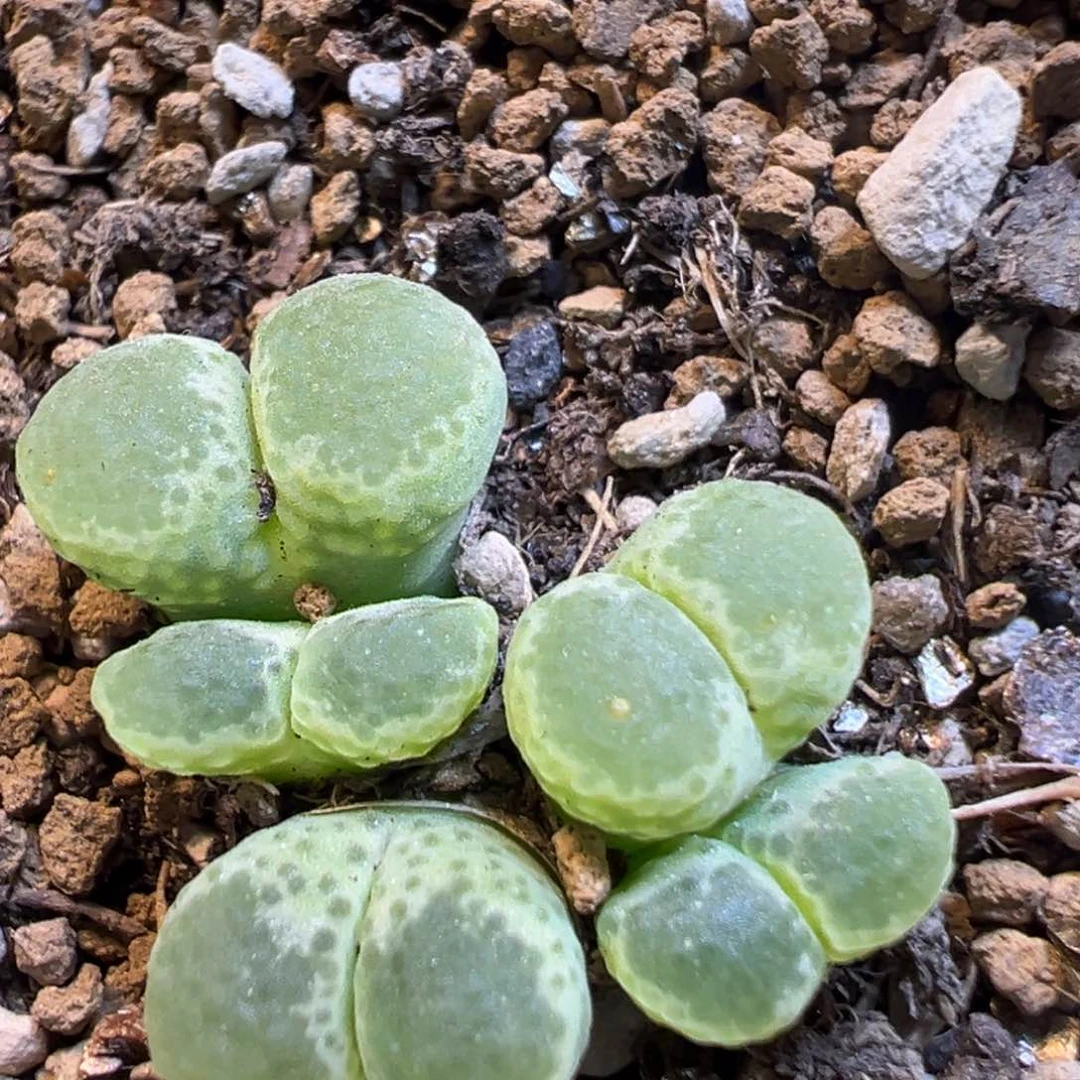 123多肉植物百科知识