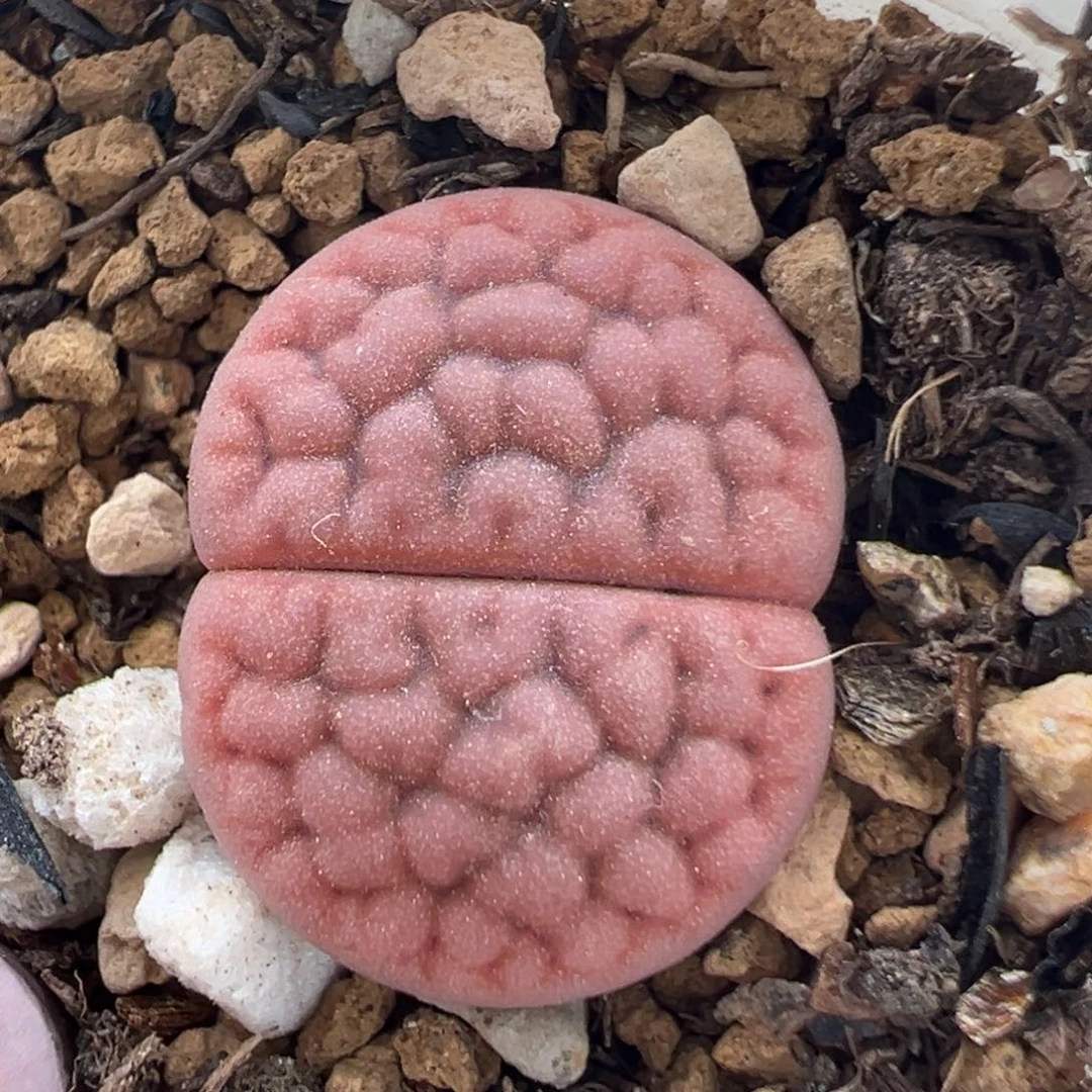 103多肉植物百科知识