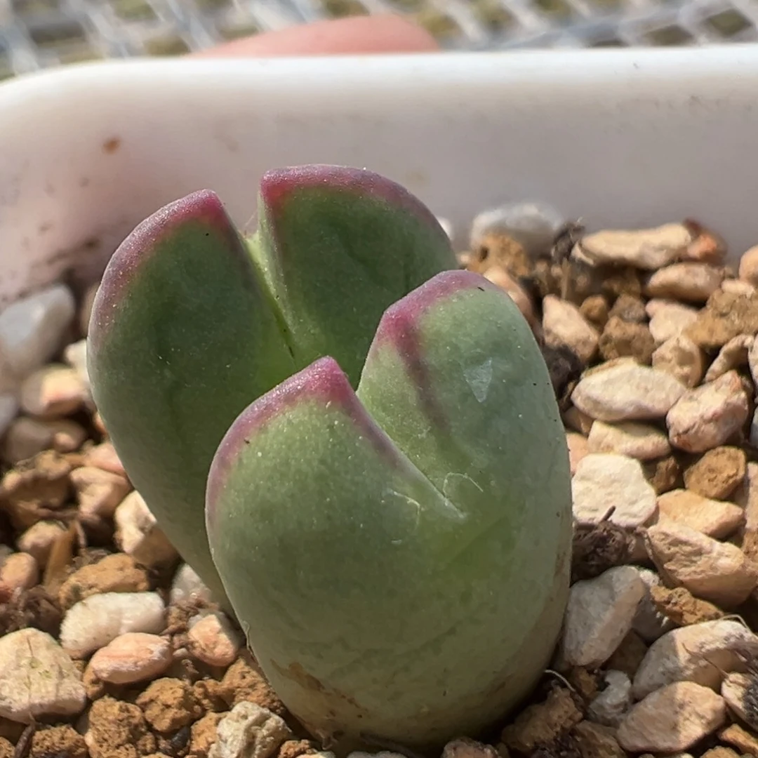 67多肉植物百科知识