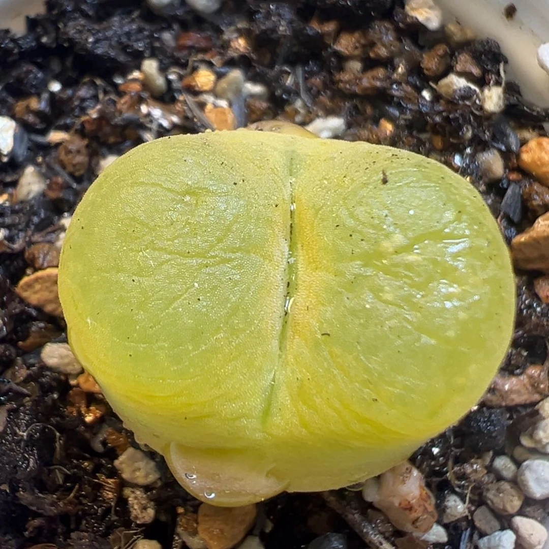 1901多肉植物百科知识