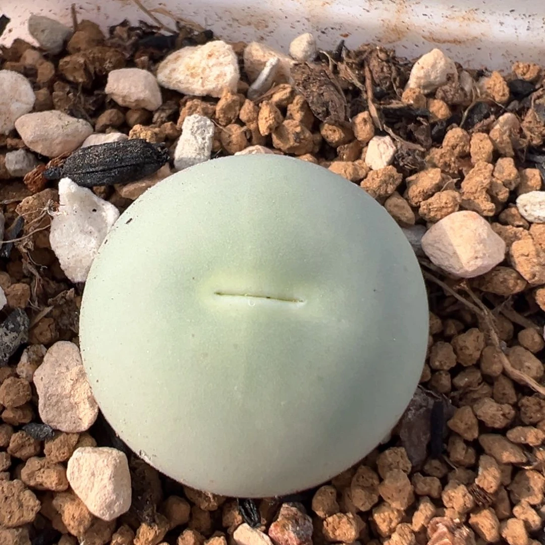 18多肉植物鸽子蛋
