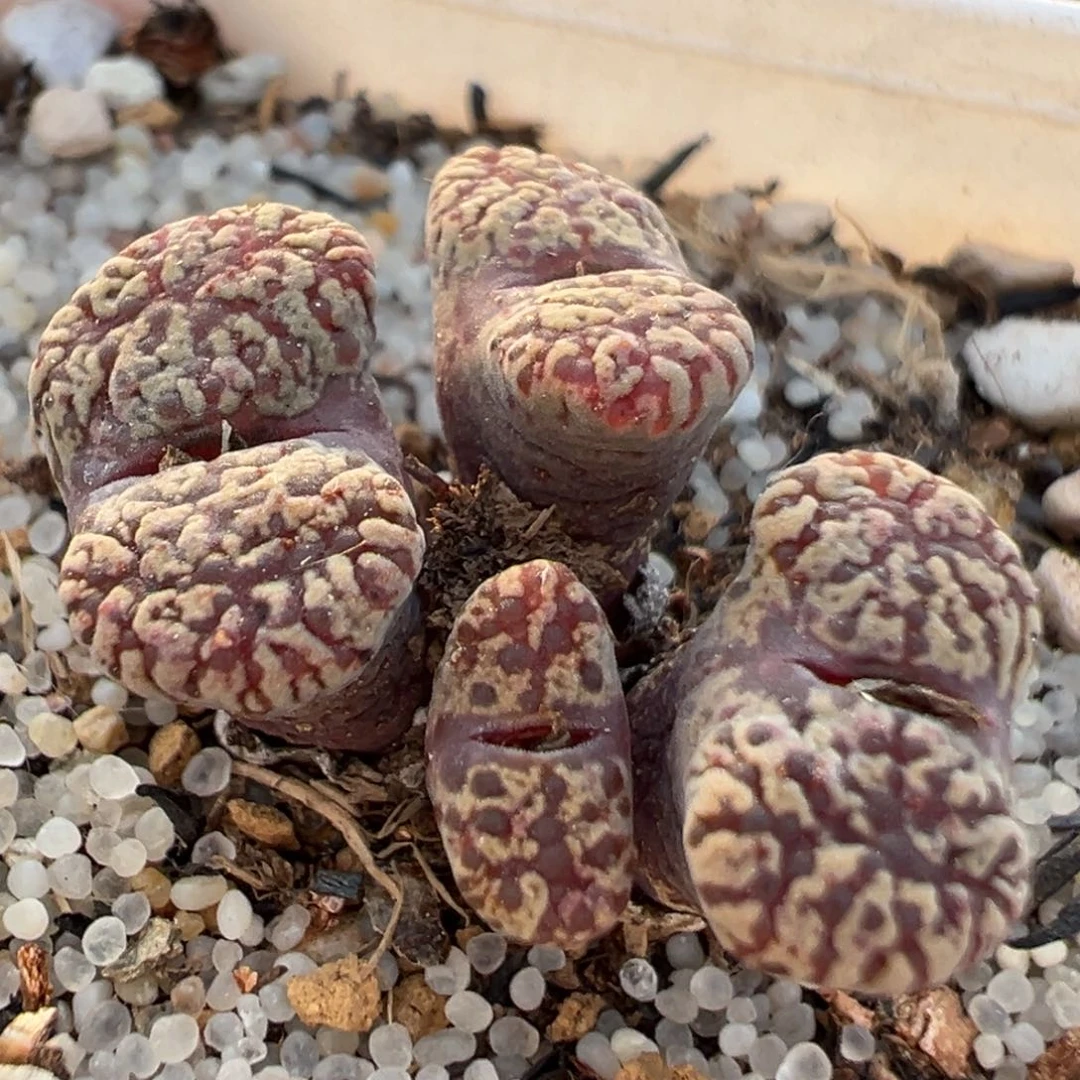 143多肉植物种类