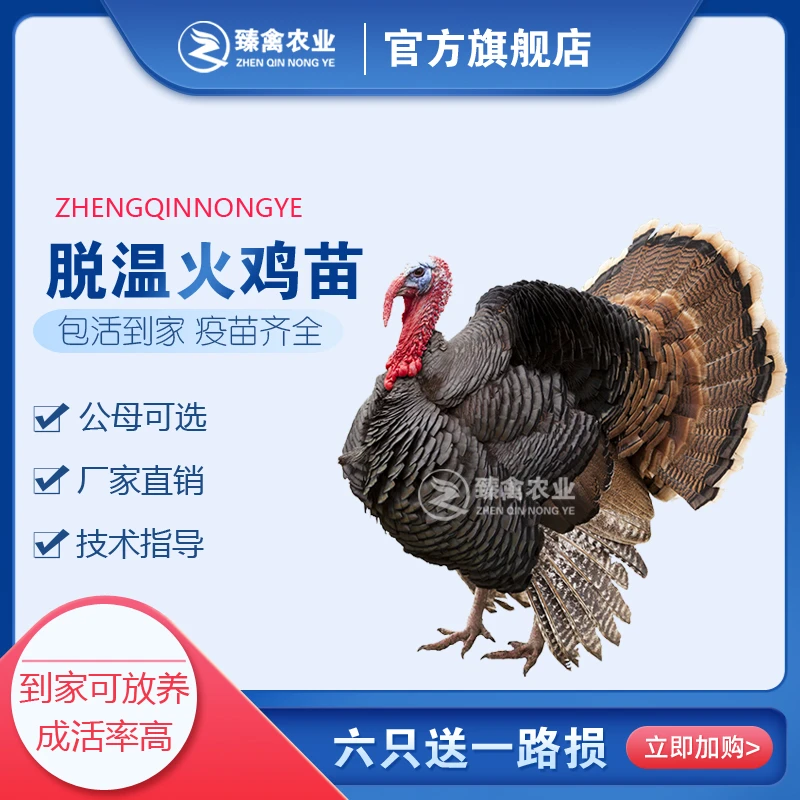 半火鸡活苗半大型火鸡活体贝蒂娜青铜火鸡脱温苗包邮包活批发活禽