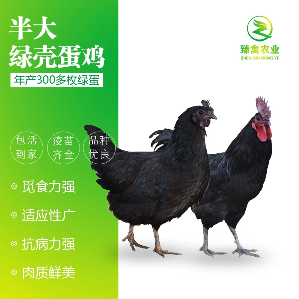 3-5两五黑鸡苗绿壳蛋鸡苗