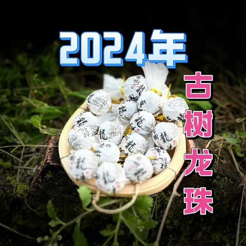2024年邦旭古树龙珠【头春头採】