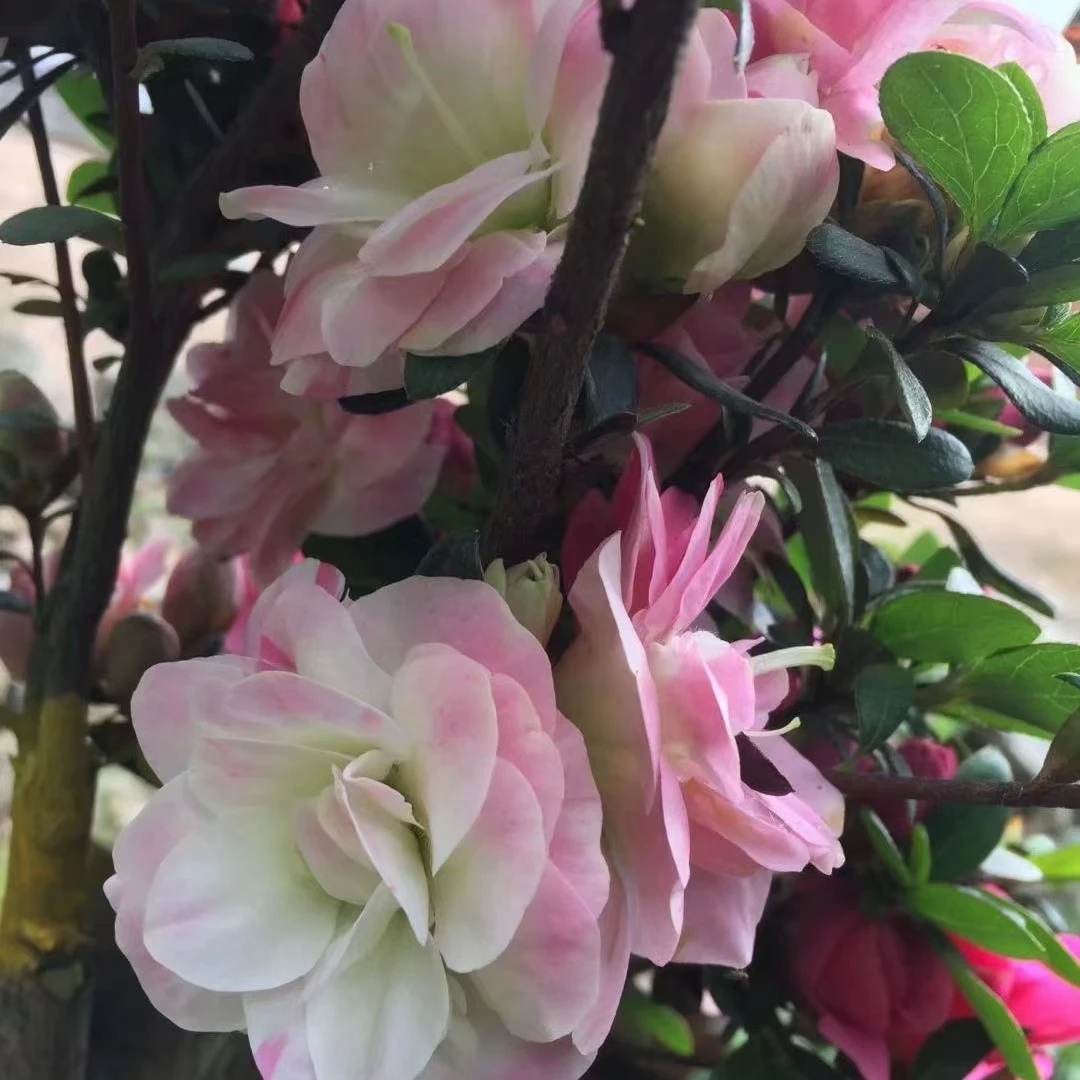 皋月杜鹃 鹃之舞