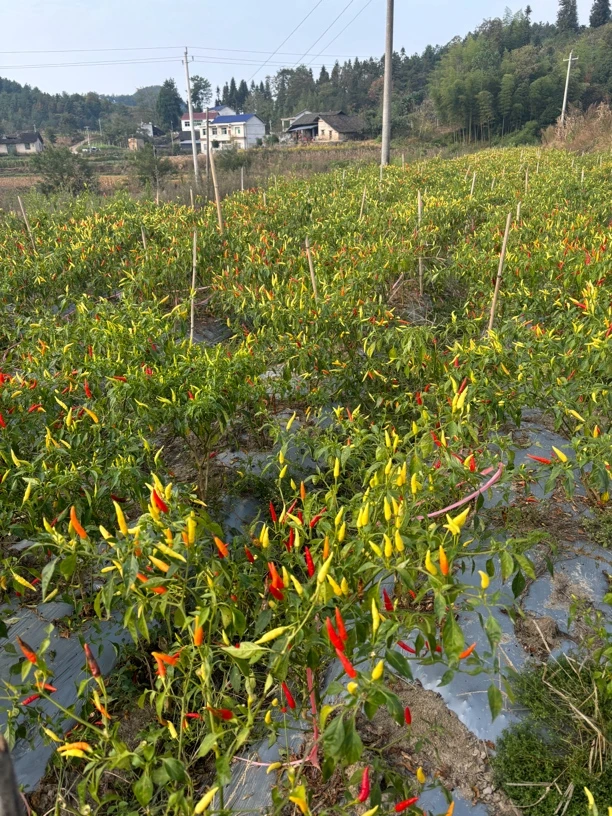 湘西农家自种小米辣