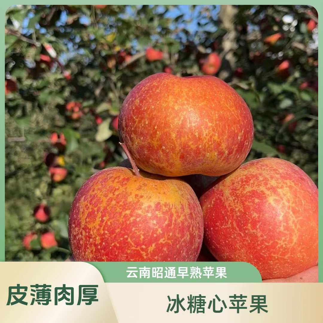 云南昭通早熟苹果应季水果新鲜营养脆甜糖心好吃甜脆