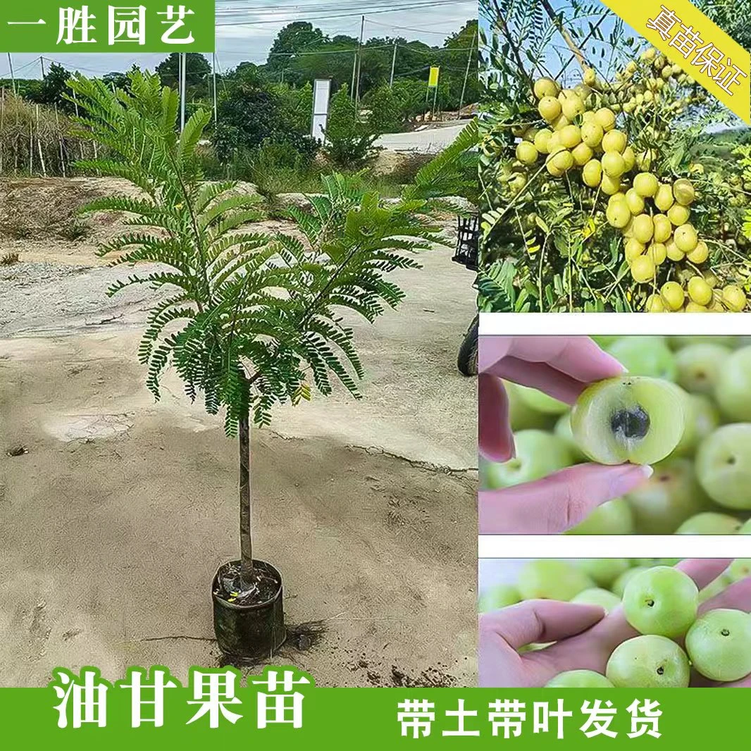 正宗油甘果嫁接果苗崩坎甜种油甘苗柿饼甜油甘果树苗四季种植大果