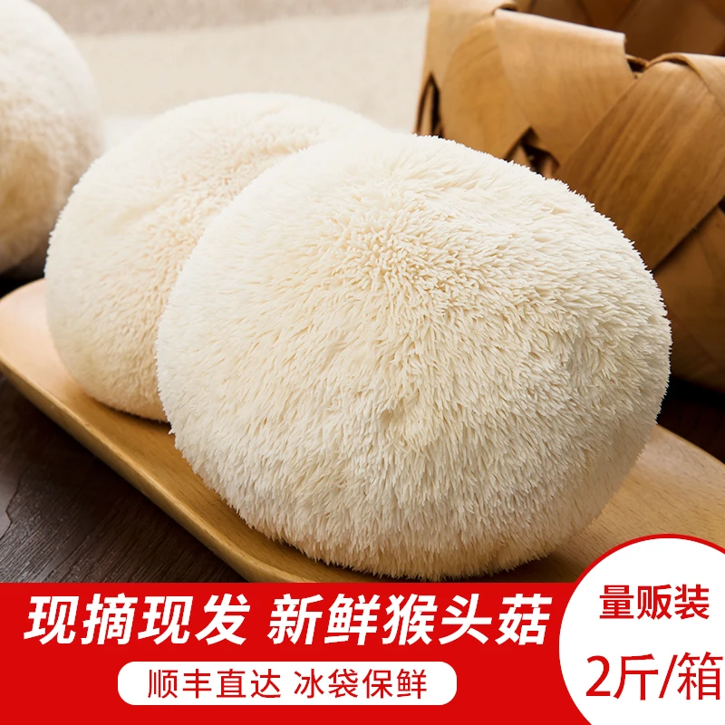 新鲜猴头菇2斤头茬鲜 古田猴头菌食用鲜猴菇菌菇非干货约10个鲜嫩