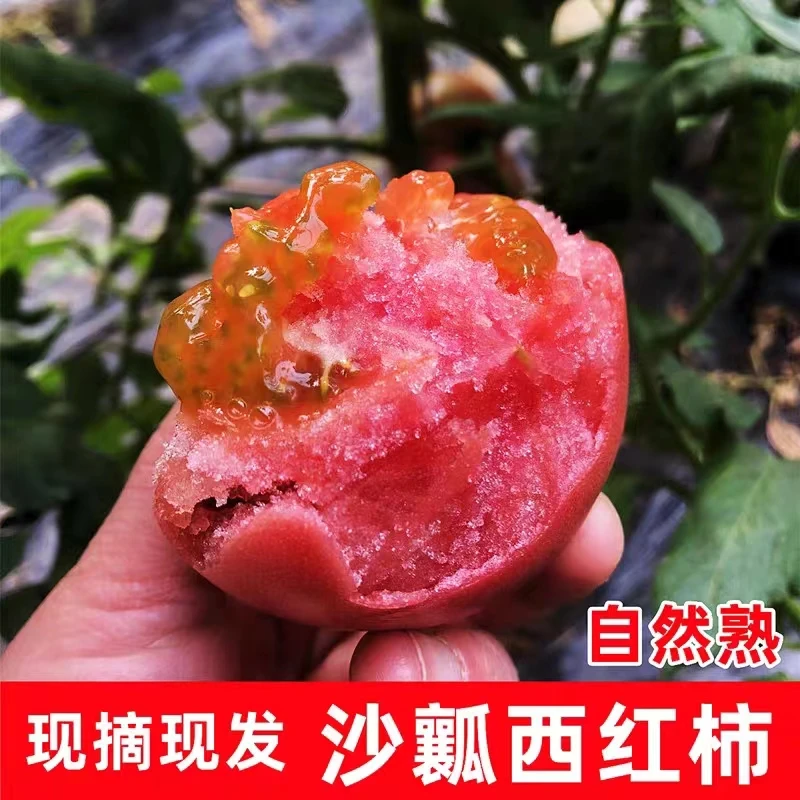 自然成熟沙瓤水果西红柿露天种植新鲜采摘酸甜适中带箱5斤