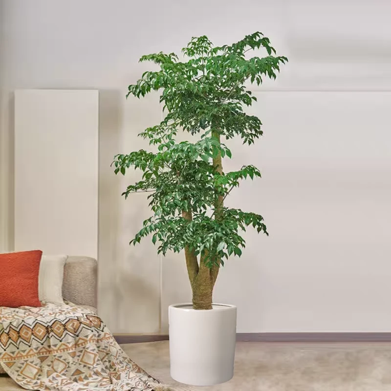 幸福树盆栽大型绿植客厅落地室内好养幌伞枫旺宅装饰
