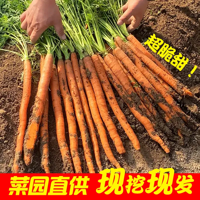 产地自种吃胡萝卜新鲜帝王细长手指脆甜生现挖农家 直销现卖寿光