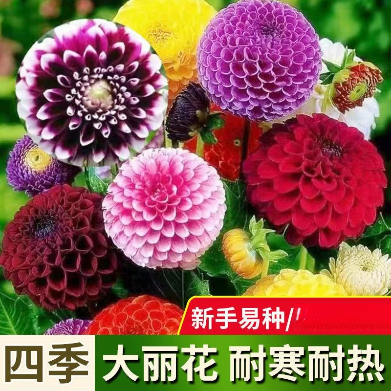 巨型大丽花种子重瓣大花种四季易种庭院阳台盆栽观赏花卉种子