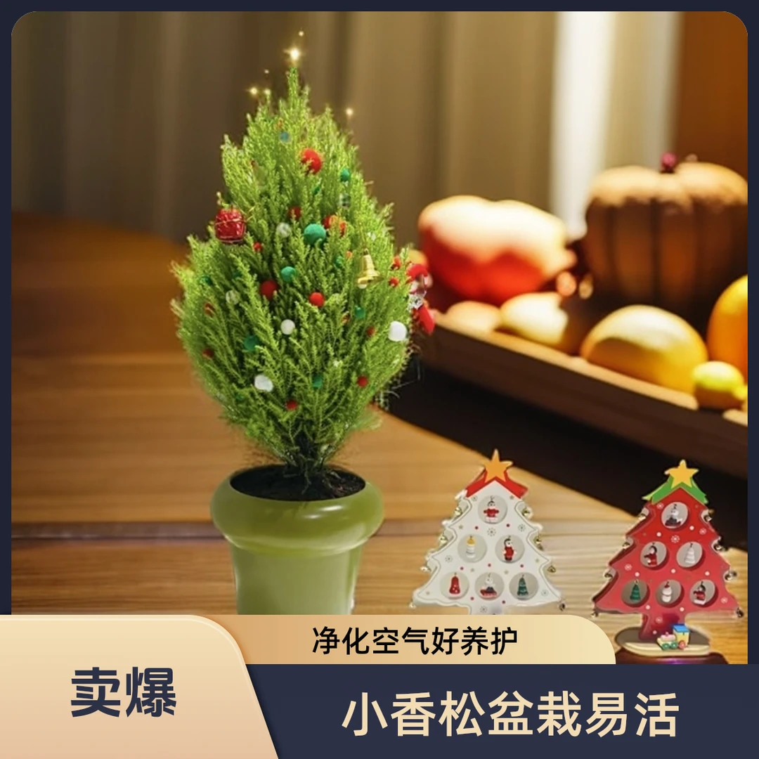 小香松盆栽室内四季常绿植物圣诞树香冠柏绿植礼品办公桌卧室摆件