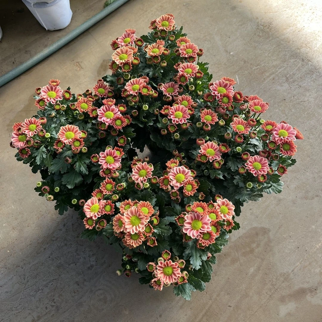 玲珑小雏菊网红菊耐寒带花苞多年生阳台花卉正品荷兰菊四季开花