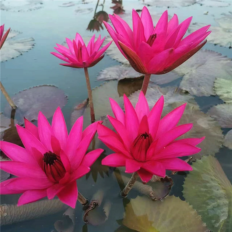 红色闪耀 夜开睡莲水培睡莲水生植物花卉带花苞发货