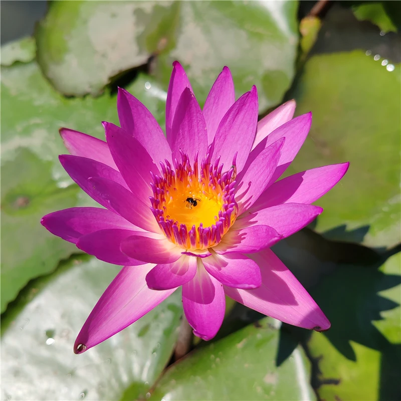鲁比热带睡莲浓香水培睡莲丰花品种阳台庭院水生植物花卉带花发货