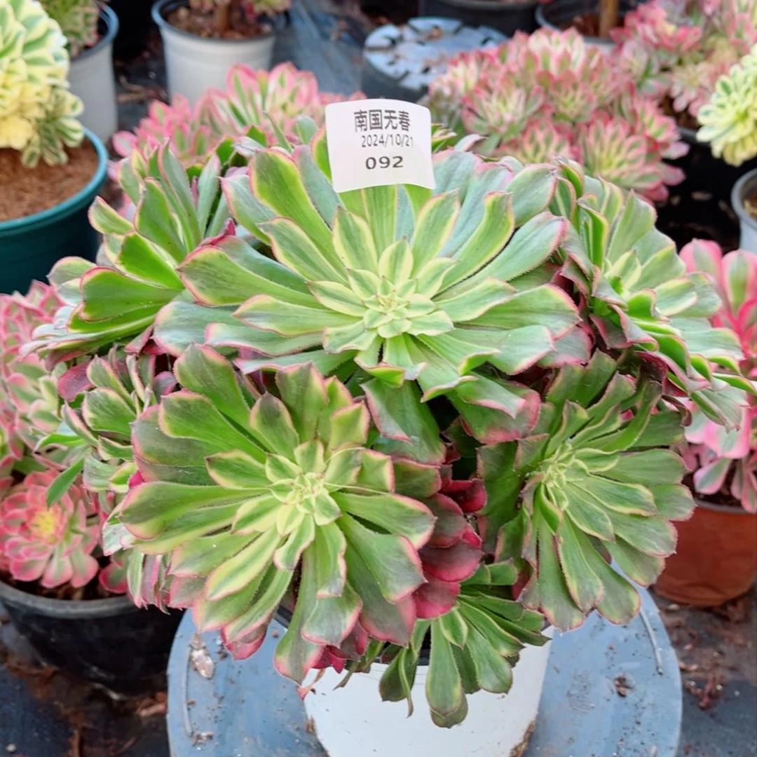 一物一拍多肉法师92