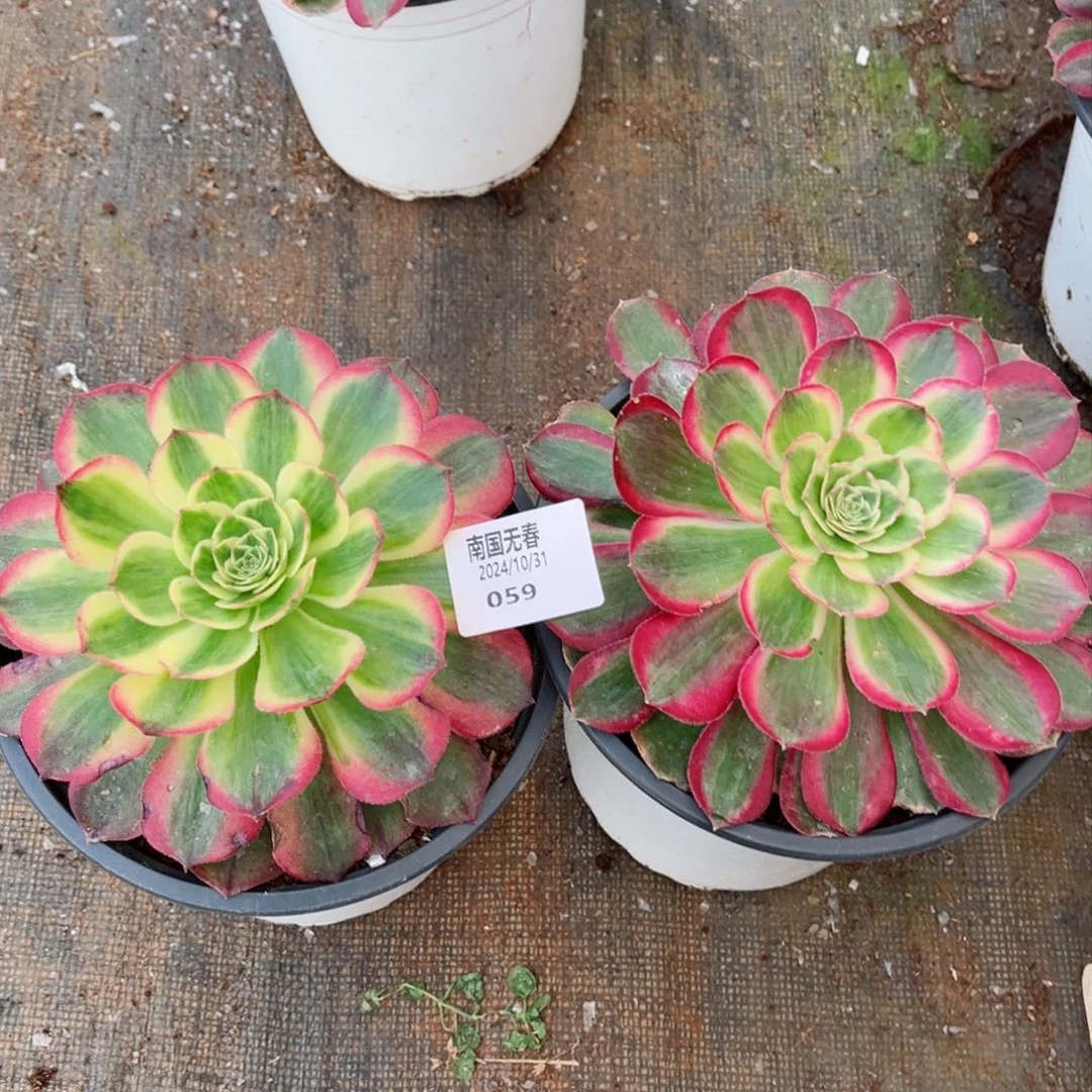 ?****?一物一拍多肉法师59