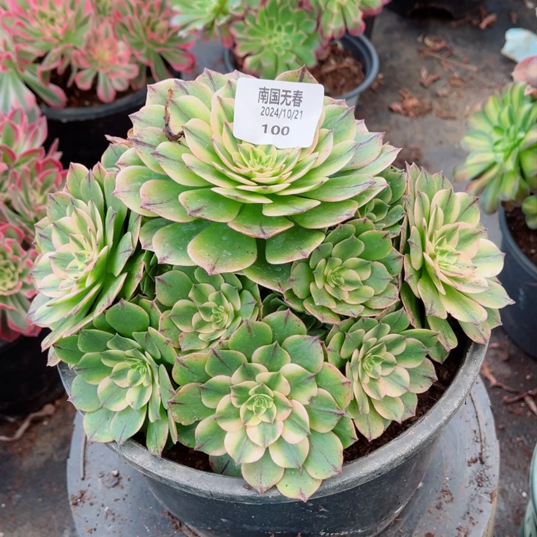 一物一拍多肉法师100