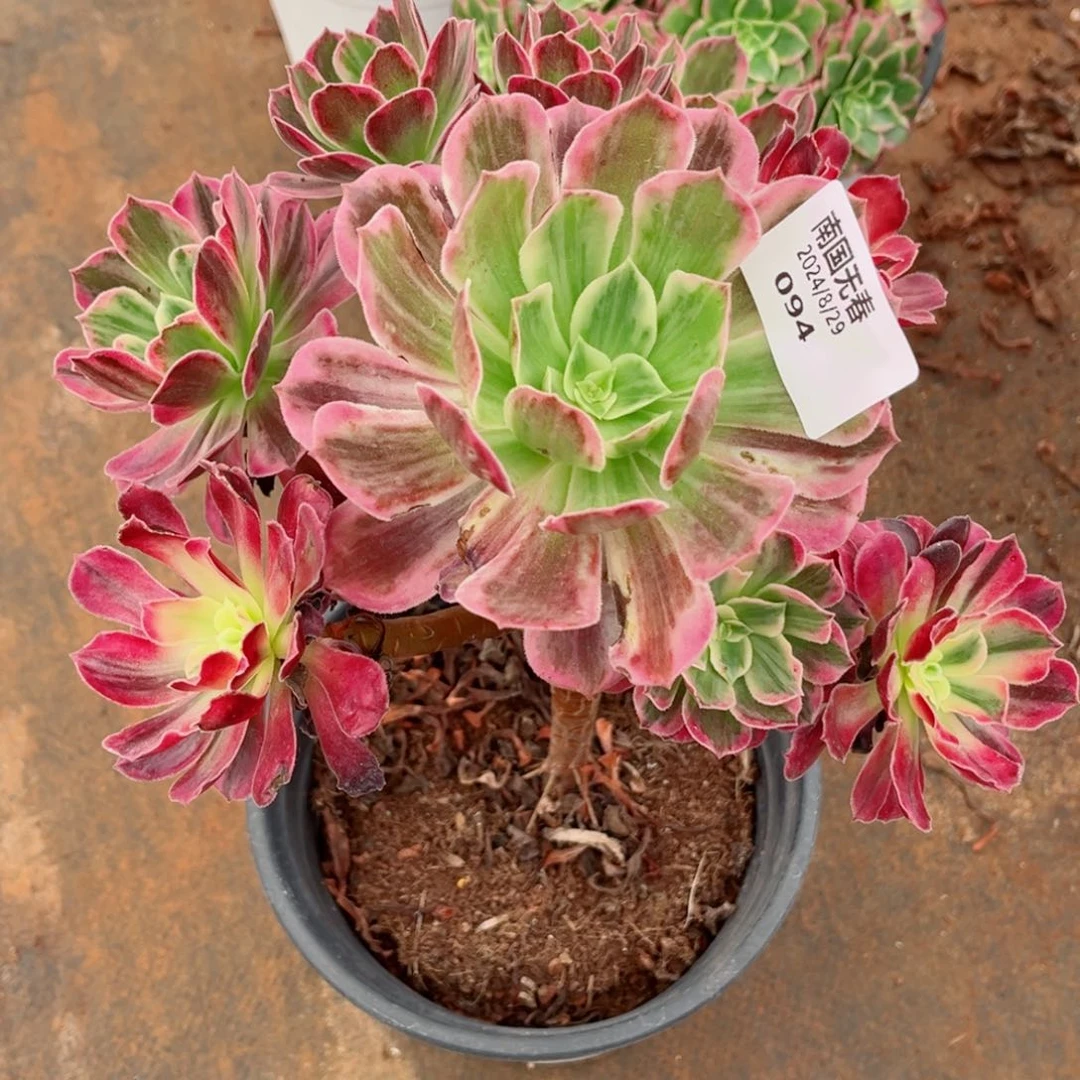 一物一拍多肉法师94