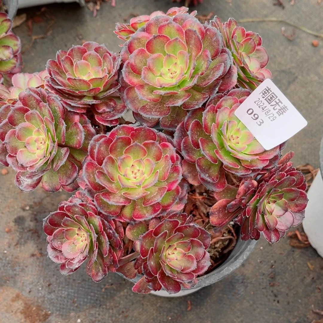 一物一拍多肉法师93