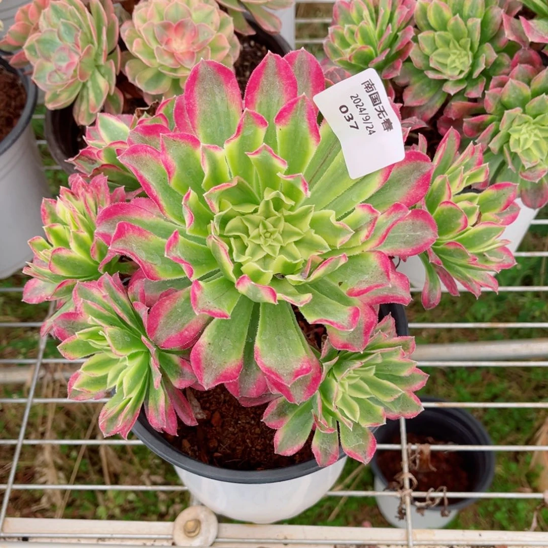 一物一拍多肉法师37