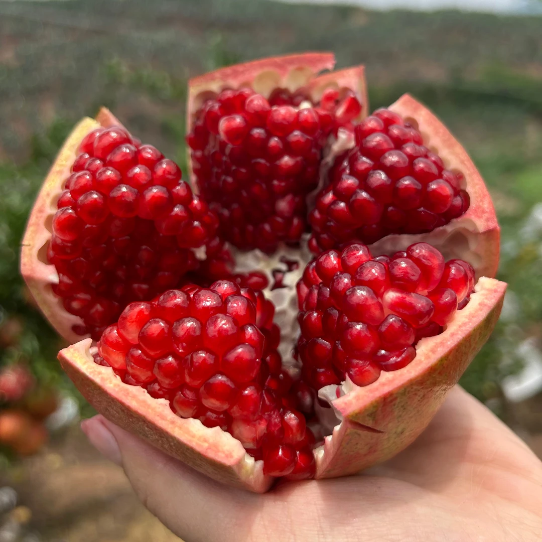 【现货！爆甜】四川会理突尼斯软籽石榴清甜多汁3/5斤不吐籽纯甜