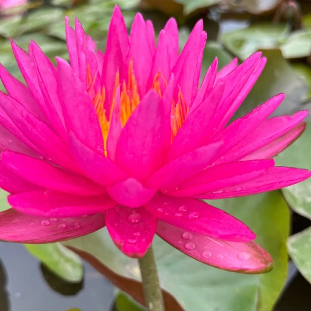 3，[粉色丝绸]玫红色耐寒睡莲盆栽水生花卉大型水培庭院盆栽实物