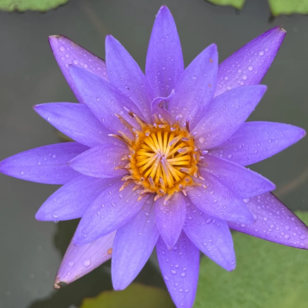 泰国子热带睡莲蓝紫色丰花品种浓香型带花苞盆栽阳台庭院绿植花卉