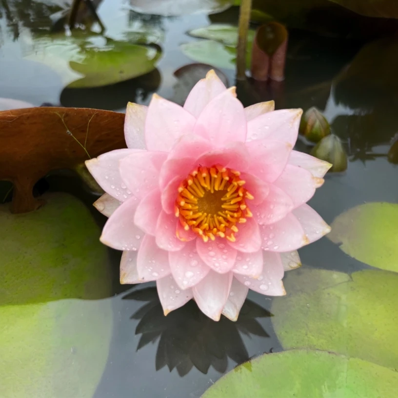 [粉黛]粉色耐寒中型睡莲丰花品种花园庭院阳池塘多种栽培绿植卉花