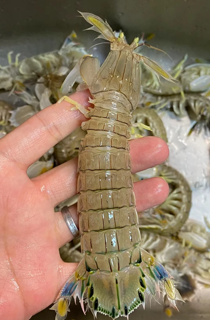 刚下船纯母带膏皮皮虾，新鲜无污染，产地活发，保鲜不包活！