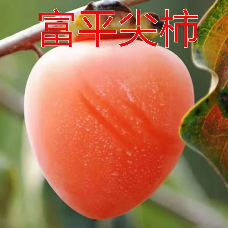 嫁接富平尖柿子树苗临潼火晶柿子脆甜柿盆栽地栽庭院南方北方种植