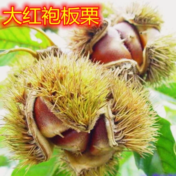 板栗果树苗盆栽地栽当年结果板栗树苗庭院南方北方种植板栗果树苗