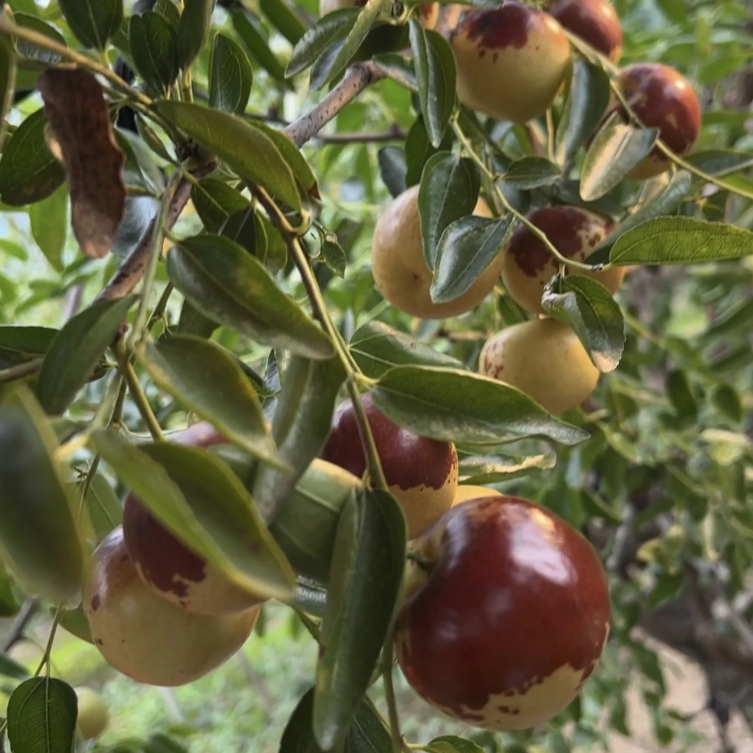 短枝二代冰糖冬枣比一代更脆更甜5斤