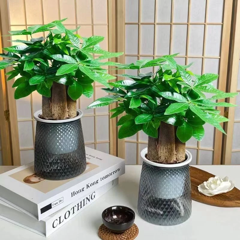 星花怒放发财树植物室内绿植办公室电脑桌招财耐旱绿植好大棵易活