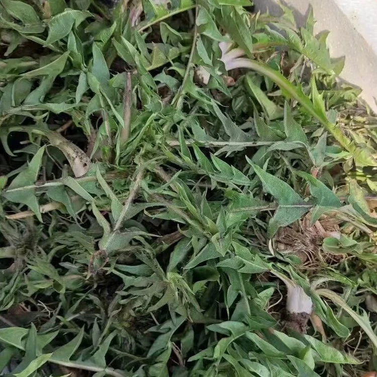 东北农村陆地整棵带根婆婆丁现挖现发顺丰包邮！