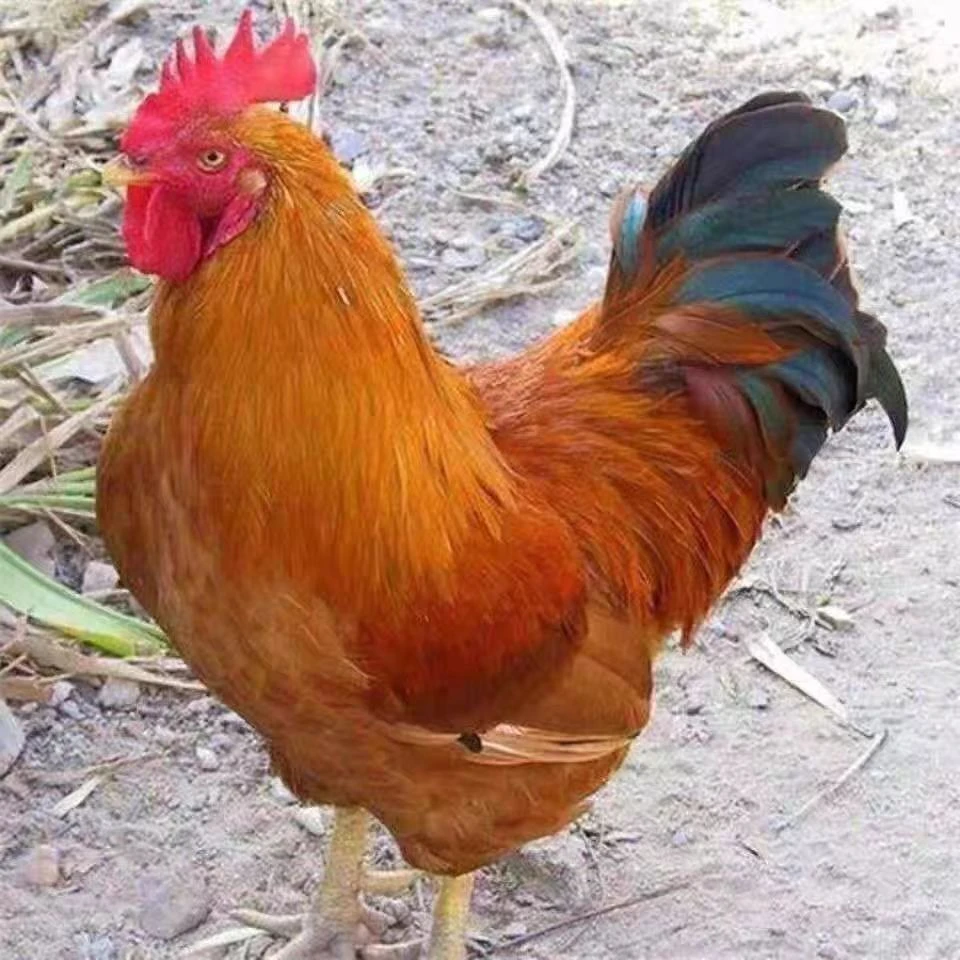 【大勇专属】东北农村大公鸡顺丰冷链包邮【不支持拦截改地址】