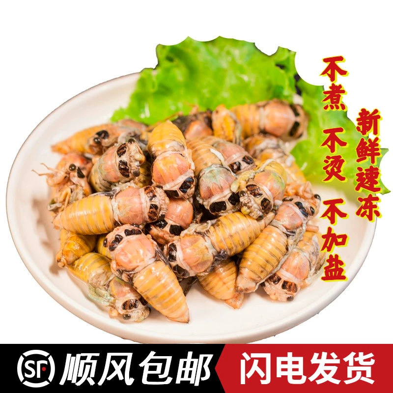 汇尔康2025新鲜蜕变白蝉50只嫩知了嫩蝉非吉拉猴爬蚱结了龟