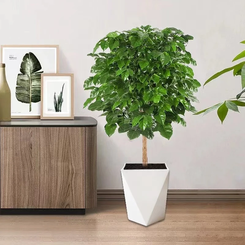 【60-70厘米】幸福树盆栽植物室内绿植四季常平安树好养办公室绿宝