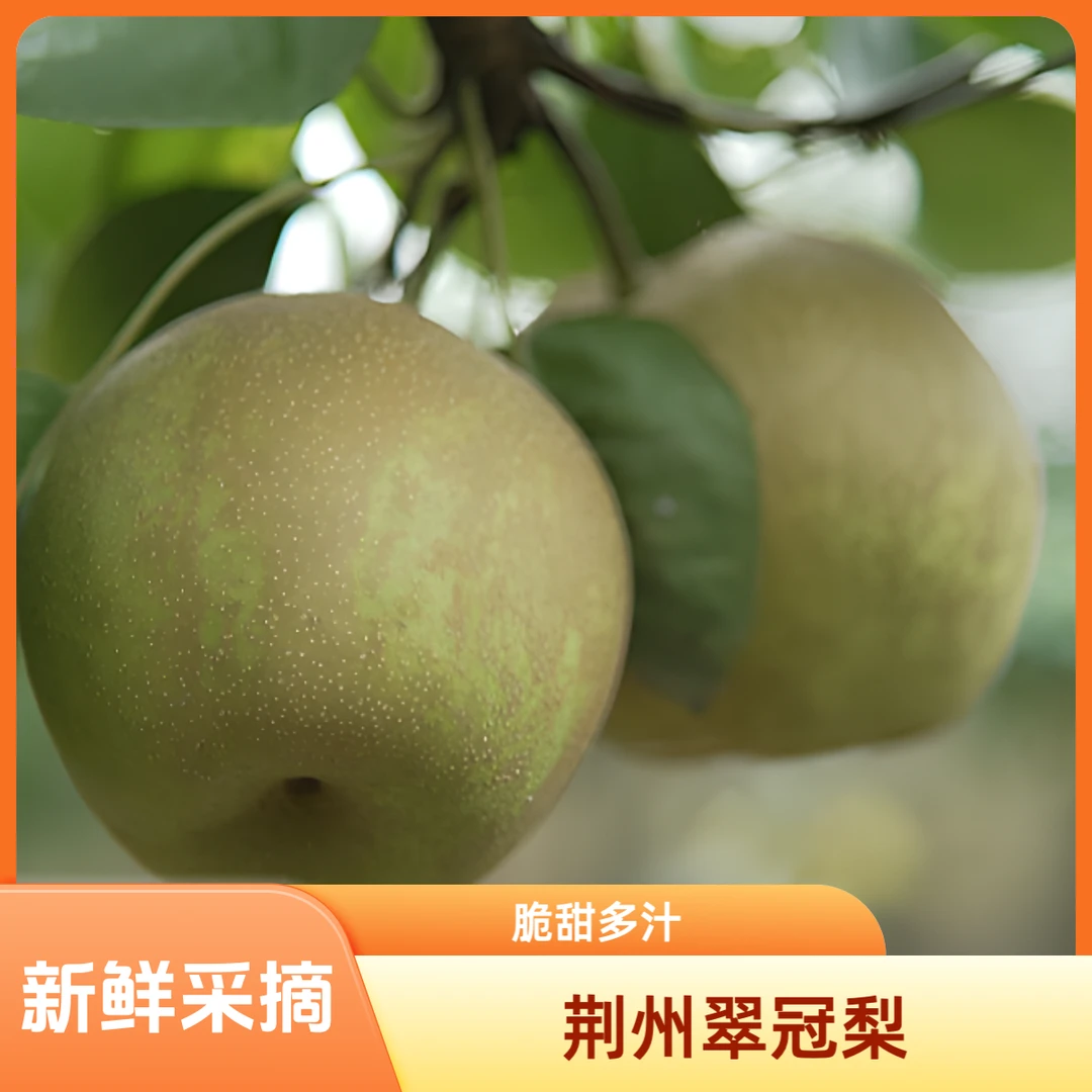 2024年新鲜现摘湖北荆州莲花垱翠冠梨产地现摘现发脆甜多汁3.5斤