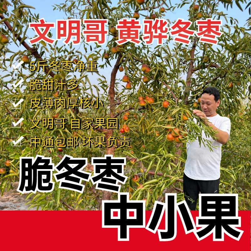 5斤/中小果/黄骅冬枣/现摘现发/脆甜汁多/皮薄肉厚新鲜果园产地