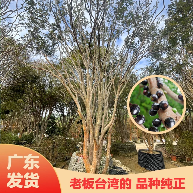 【一物一拍】红妃四季嘉宝树苗5-18年