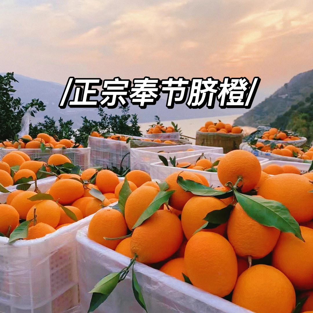 【顺丰 纽荷尔 】奉节脐橙 橙子汁多脆嫩化渣产地橙子