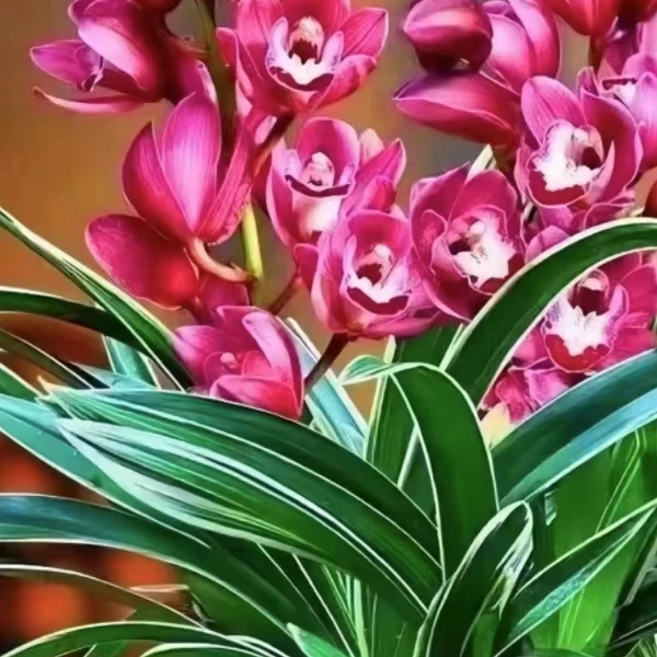 【金边中国龙】室内绿植花卉栽培开花养兰