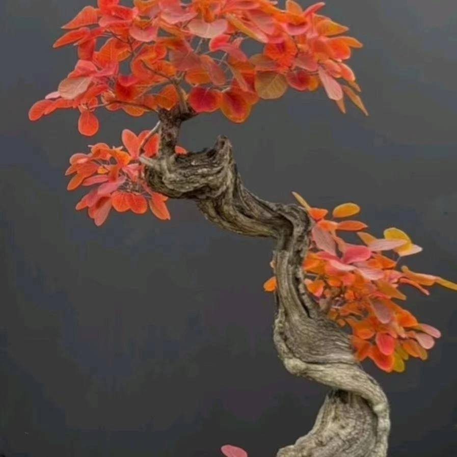 黄栌  盆栽盆景  观赏效果好  易栽植