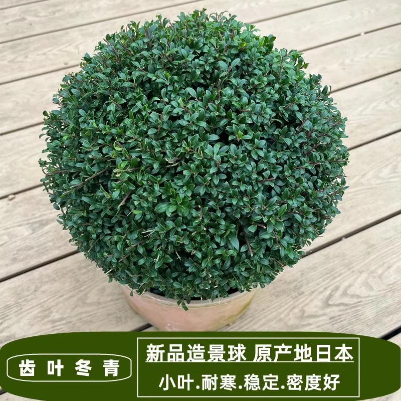 完美冬青先令球亮晶女贞球庭院别墅花境常绿植物耐寒耐旱绿化苗木